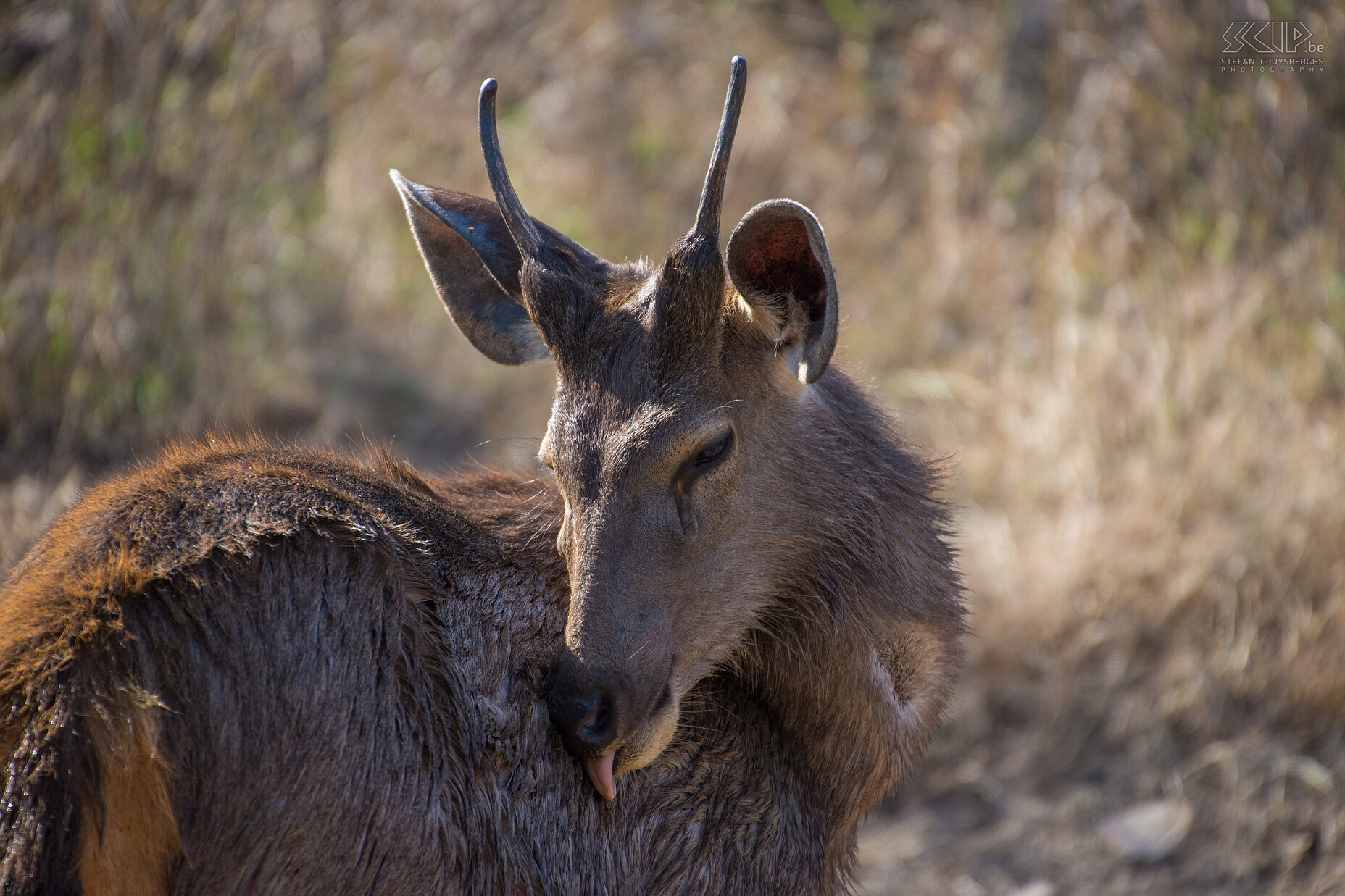 Panna - Sambar hert Onze reis ging verder naar Panna NP.  Dit mooie nationaal park ligt in het district Chhatarpur in de staat Madhya Pradesh. Panna is een iets minder populair park van 543km2 waar zelden tijgers gespot worden maar jakhalzen, apen, antilopen, herten, wilde varkens en vogels talrijk zijn.  Stefan Cruysberghs